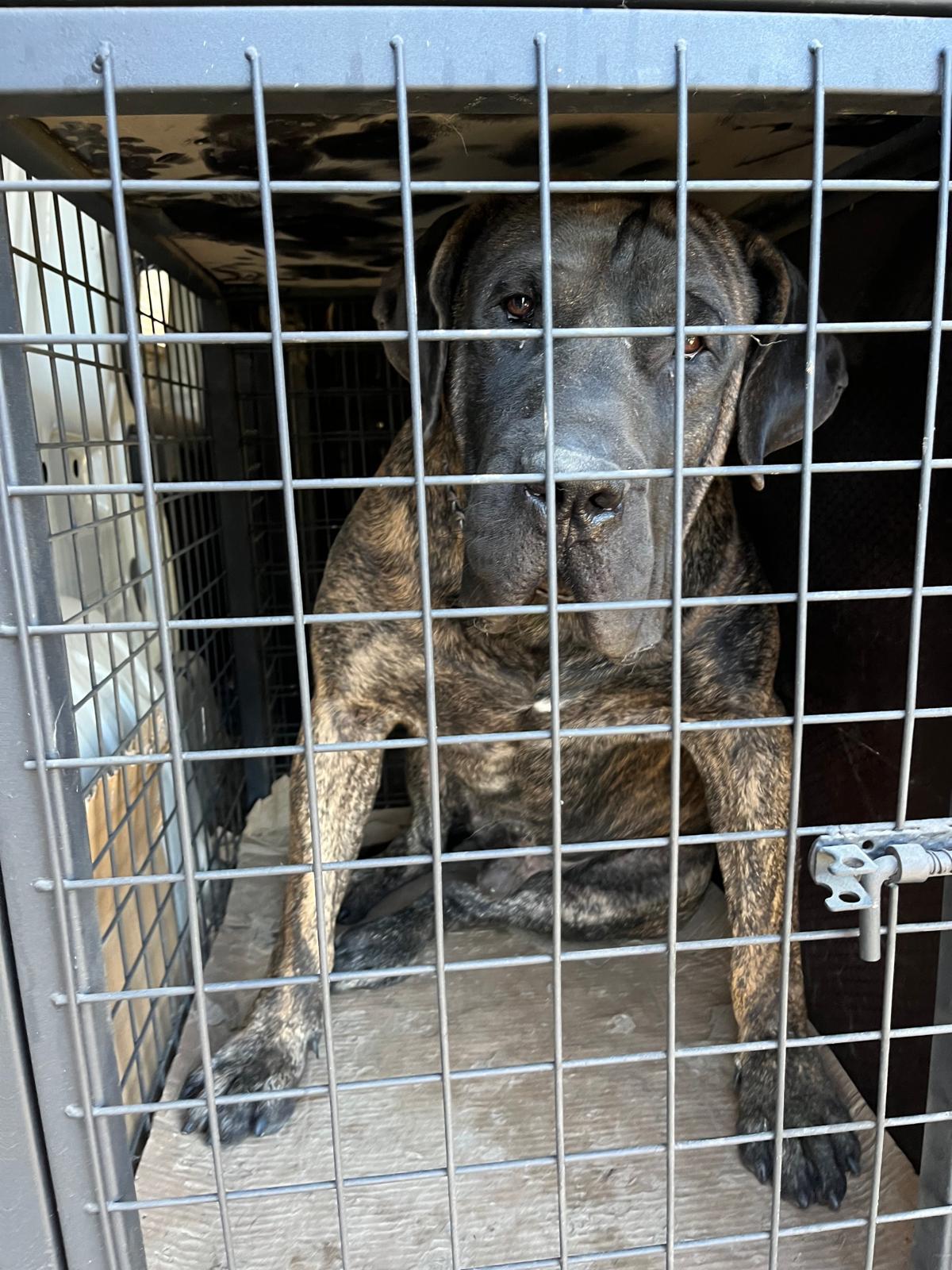 İstanbul Avcılar Pet Transfer hizmetinde hızlı ve profesyonel çözümler
