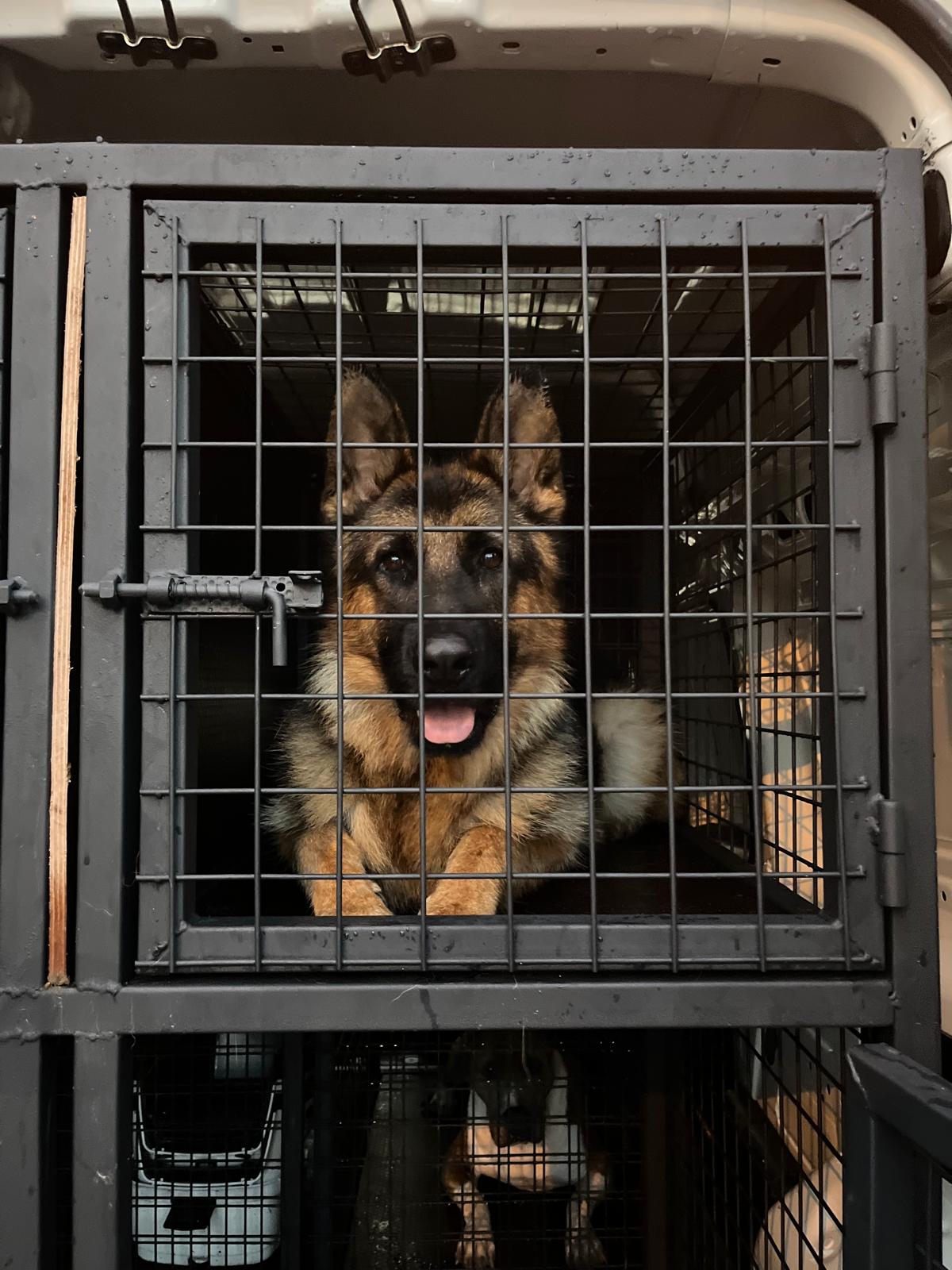 Uluslararası Pet Transfer ile dünya genelinde taşıma hizmeti
