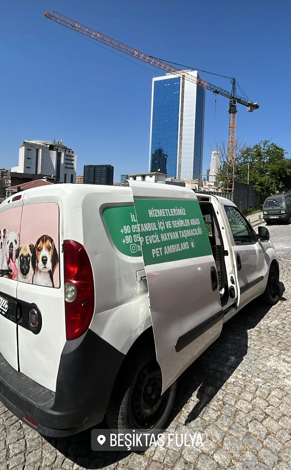 İstanbul şehir içi transfer ile stressiz kedi ve köpek taşıma
