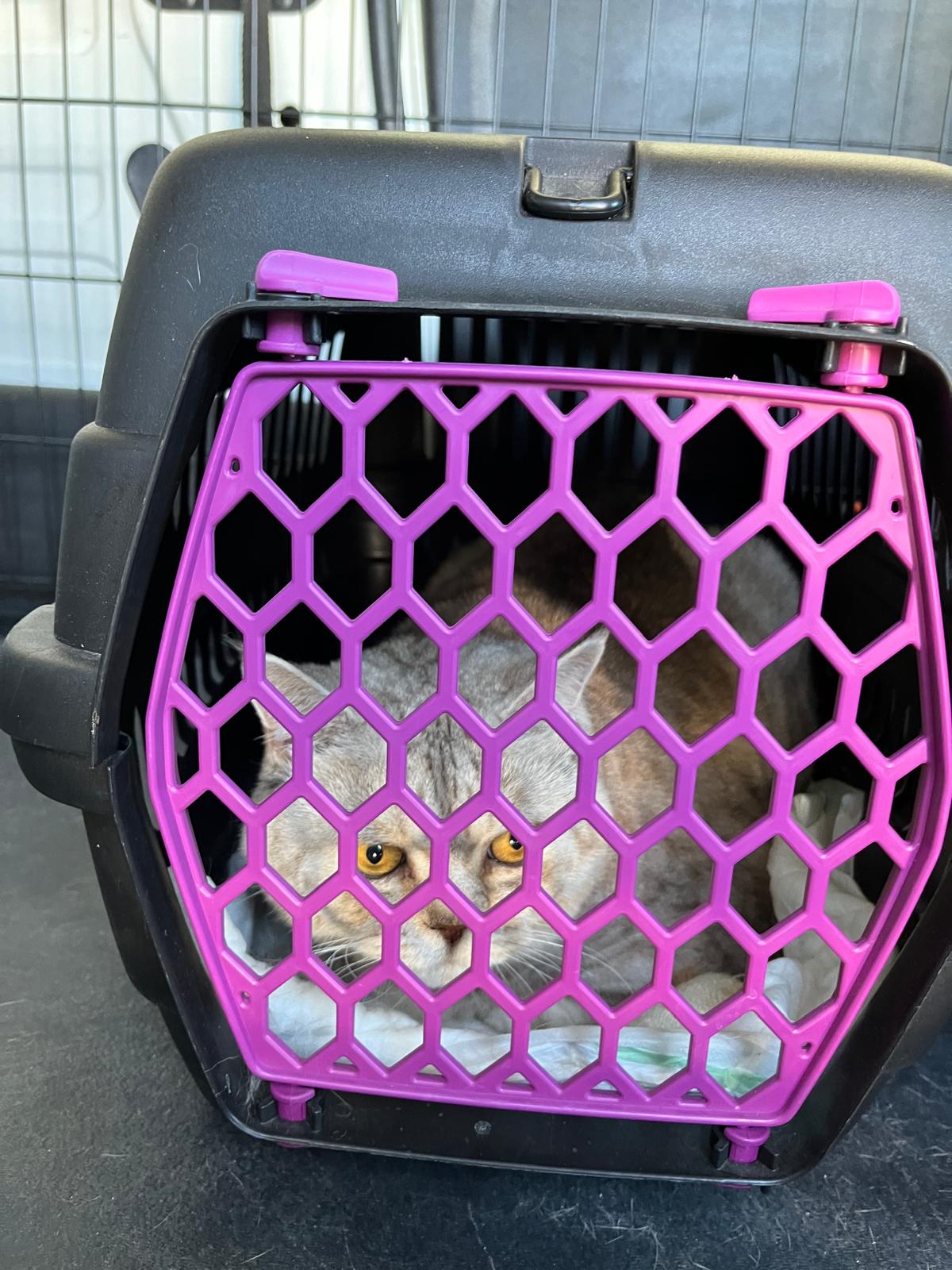 İstanbul şehir içi transfer hizmetleriyle konforlu taşıma çözümleri
