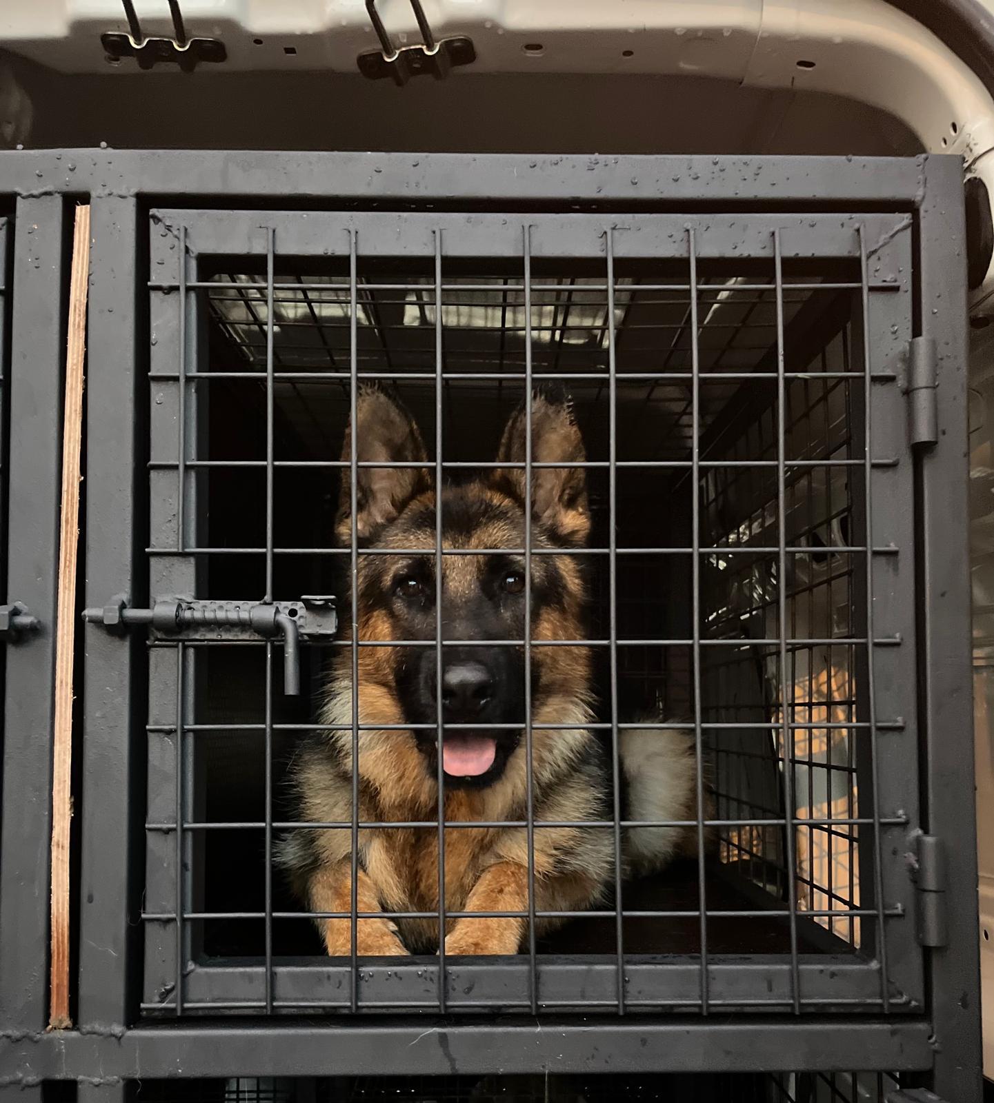 Uluslararası Pet Transfer hizmetiyle sorunsuz kedi taşıma
