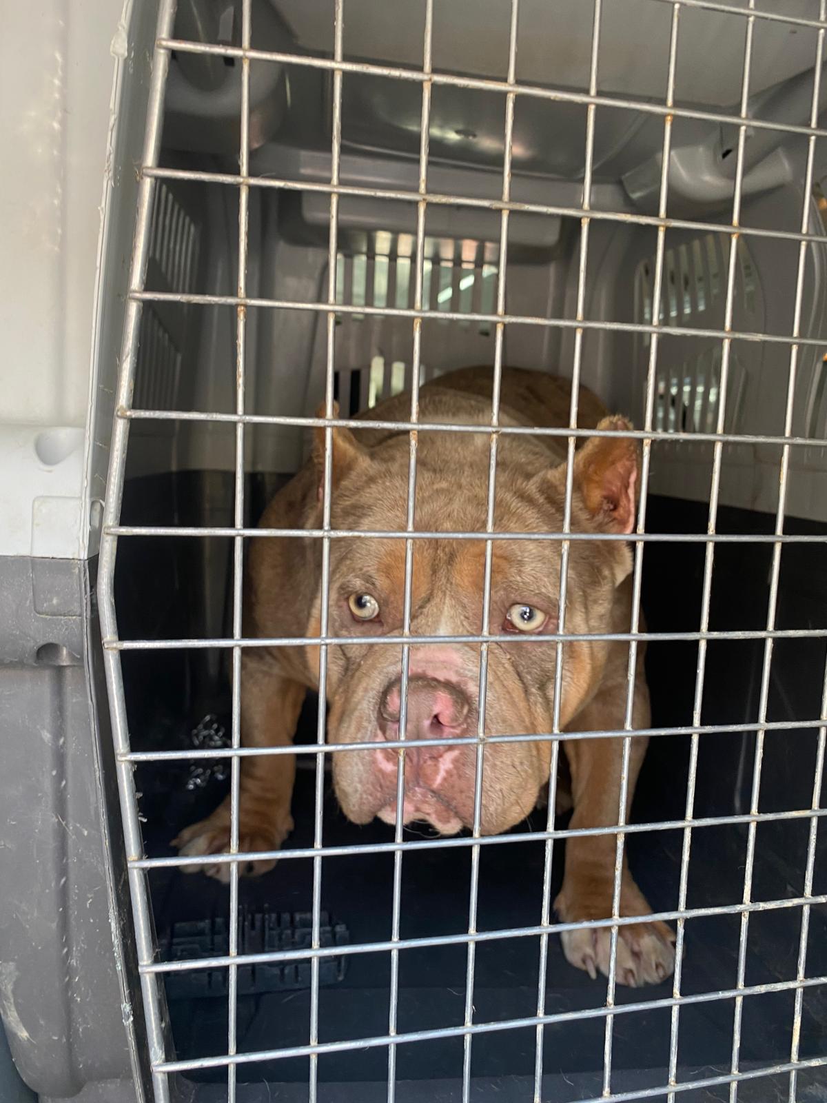 Uluslararası Pet Transfer ile kedi ve köpekler için rahat yolculuk
