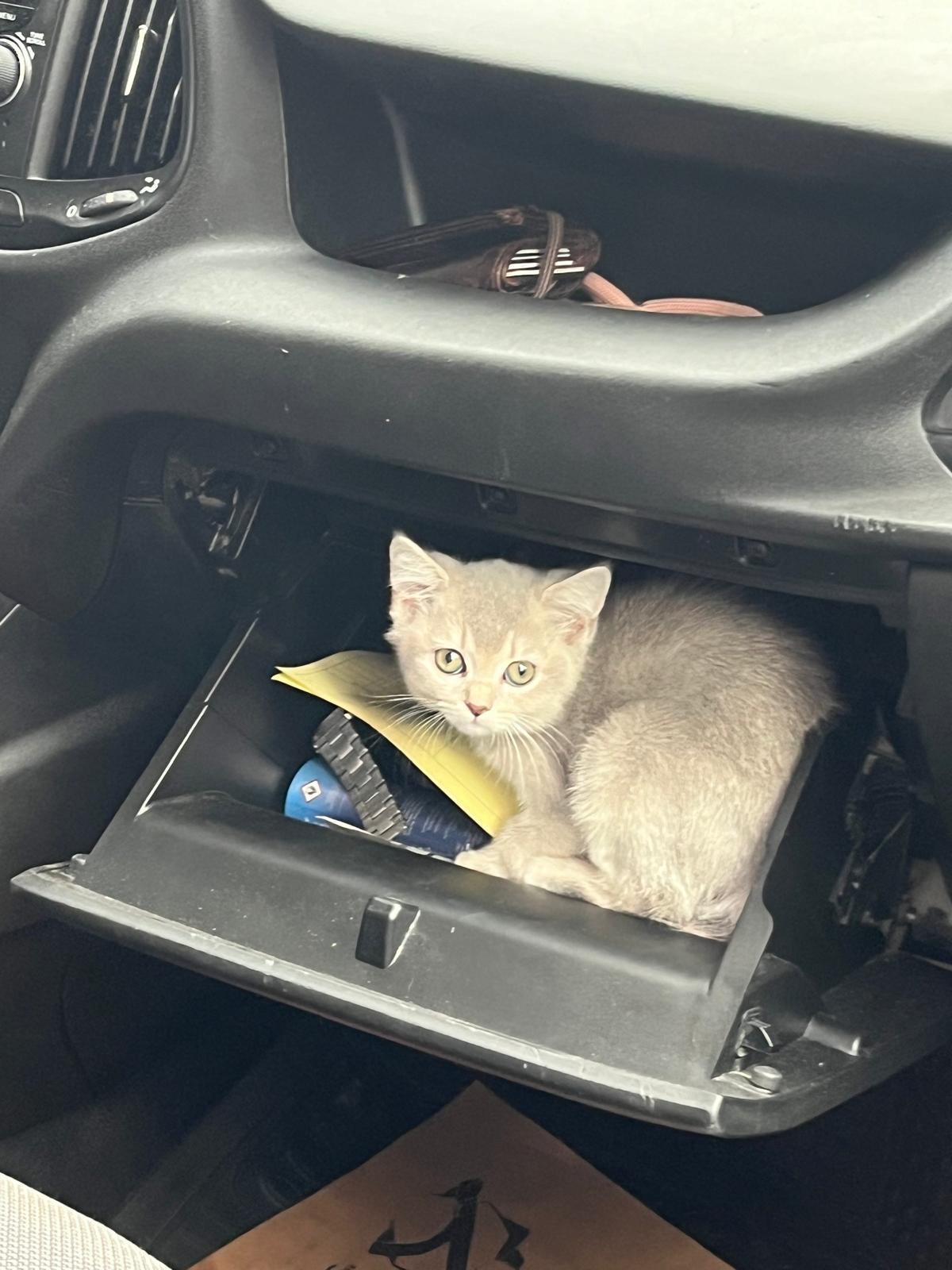 İstanbul Pet Transfer ile hızlı ve stressiz taşıma çözümleri
