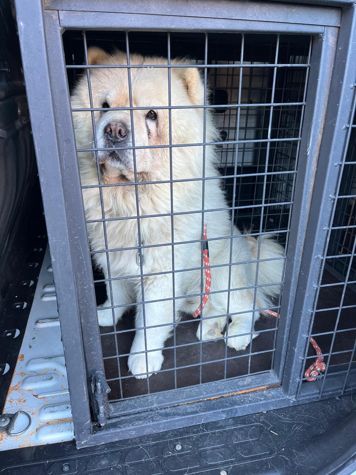 İstanbul Avcılar Pet Transfer ile şehir içi stressiz taşımacılık
