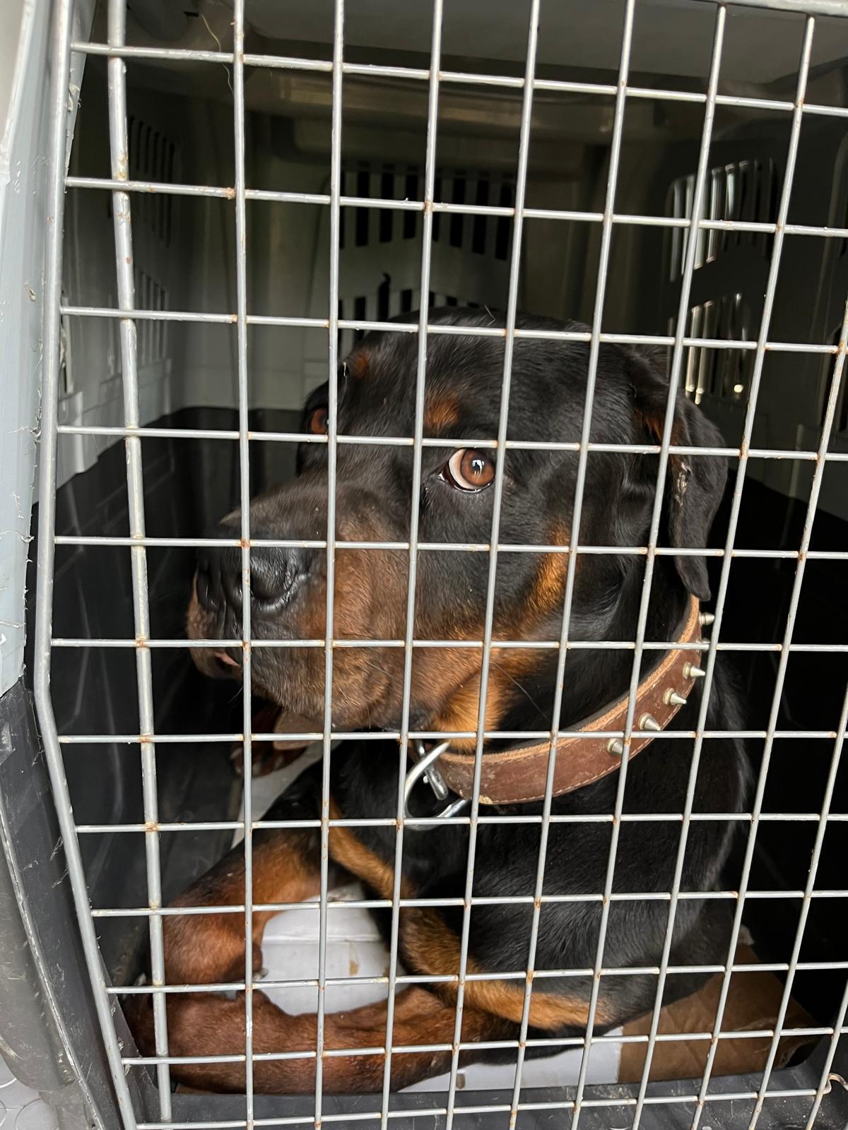 İstanbul Avcılar Pet Transfer araçlarıyla konforlu yolculuk
