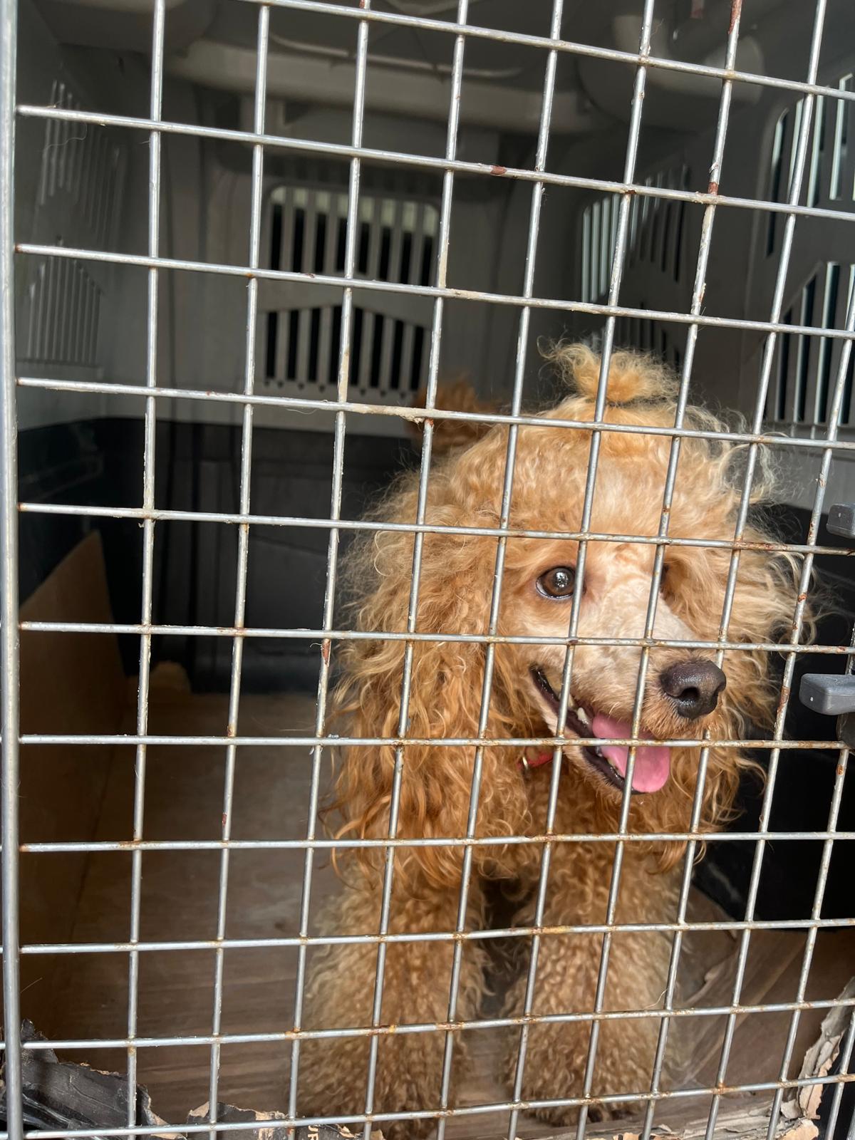 İstanbul Pet Transfer ile modern taşıma kafesleriyle taşıma hizmeti
