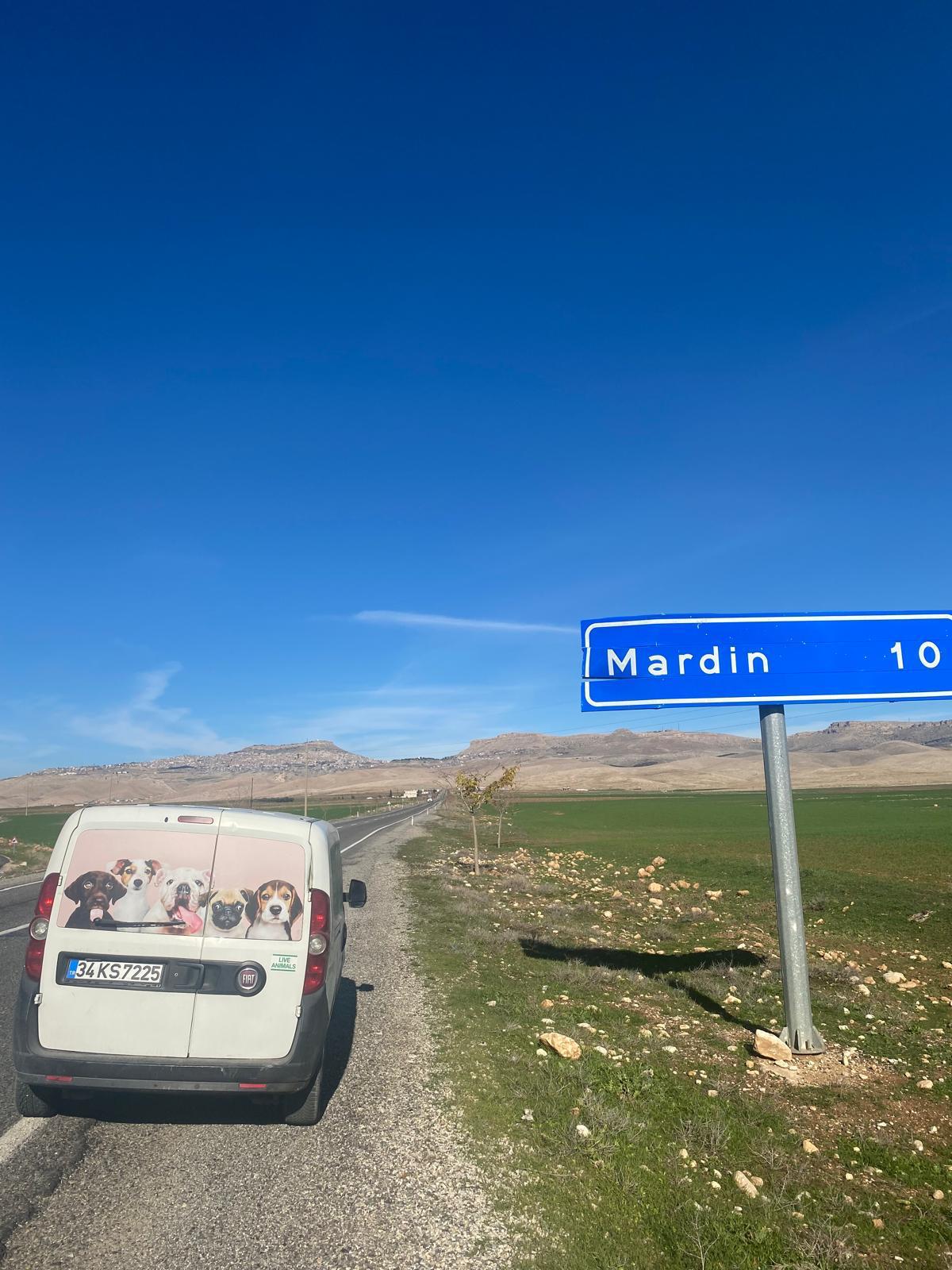 Uluslararası Pet Transfer hizmetlerinde kedi taşıma kolaylığı
