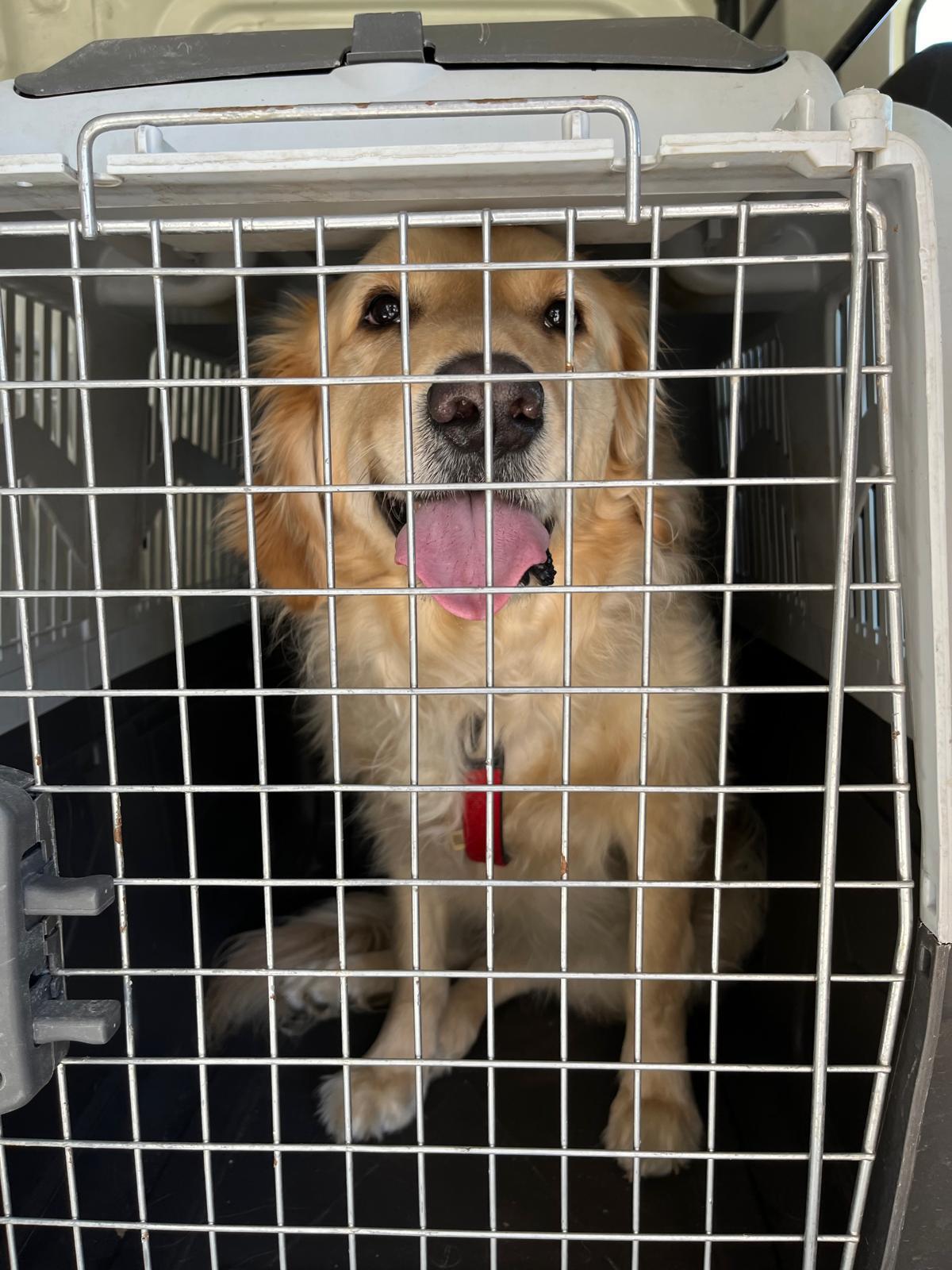 Uluslararası Pet Transfer ile stressiz ve güvenli taşıma hizmeti
