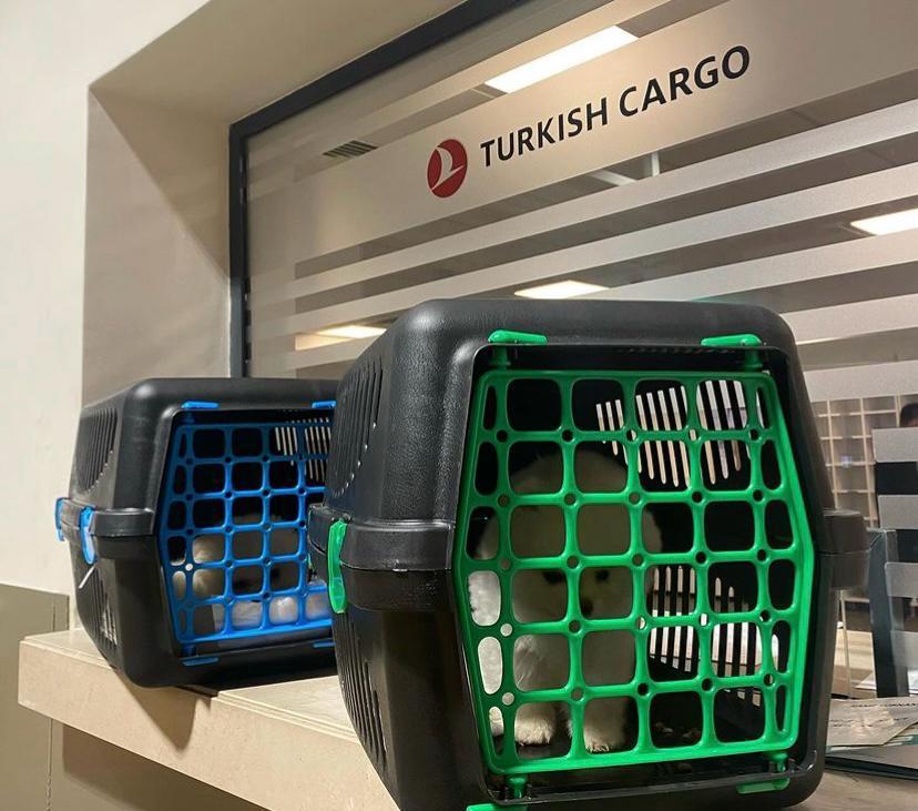 İstanbul şehir içi transfer hizmetleriyle hızlı evcil hayvan taşımacılığı
