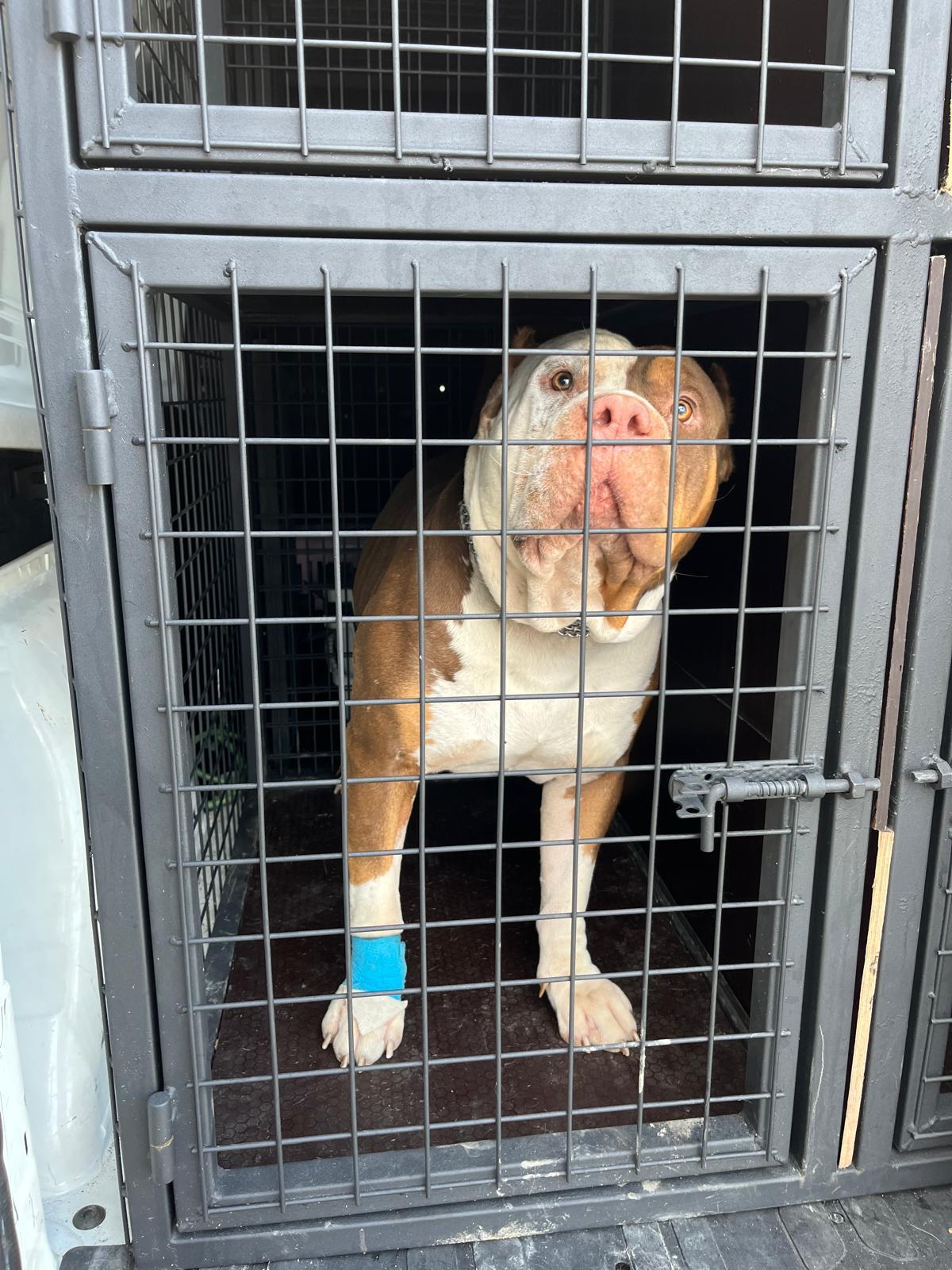 İstanbul Pet Transfer ile profesyonel taşıma ekibi desteği
