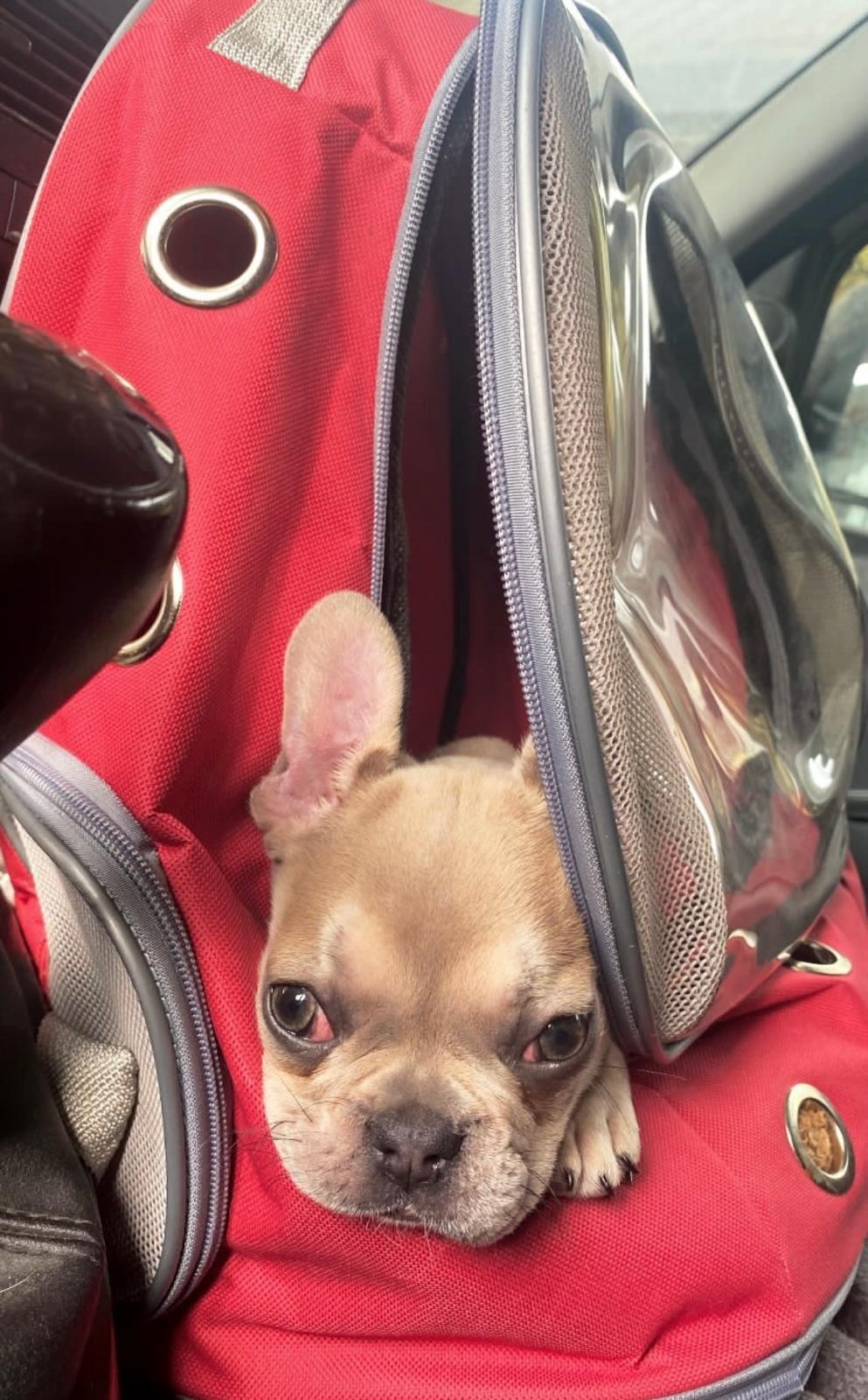 İstanbul Avcılar Pet Transfer ile güvenilir taşımacılık hizmeti
