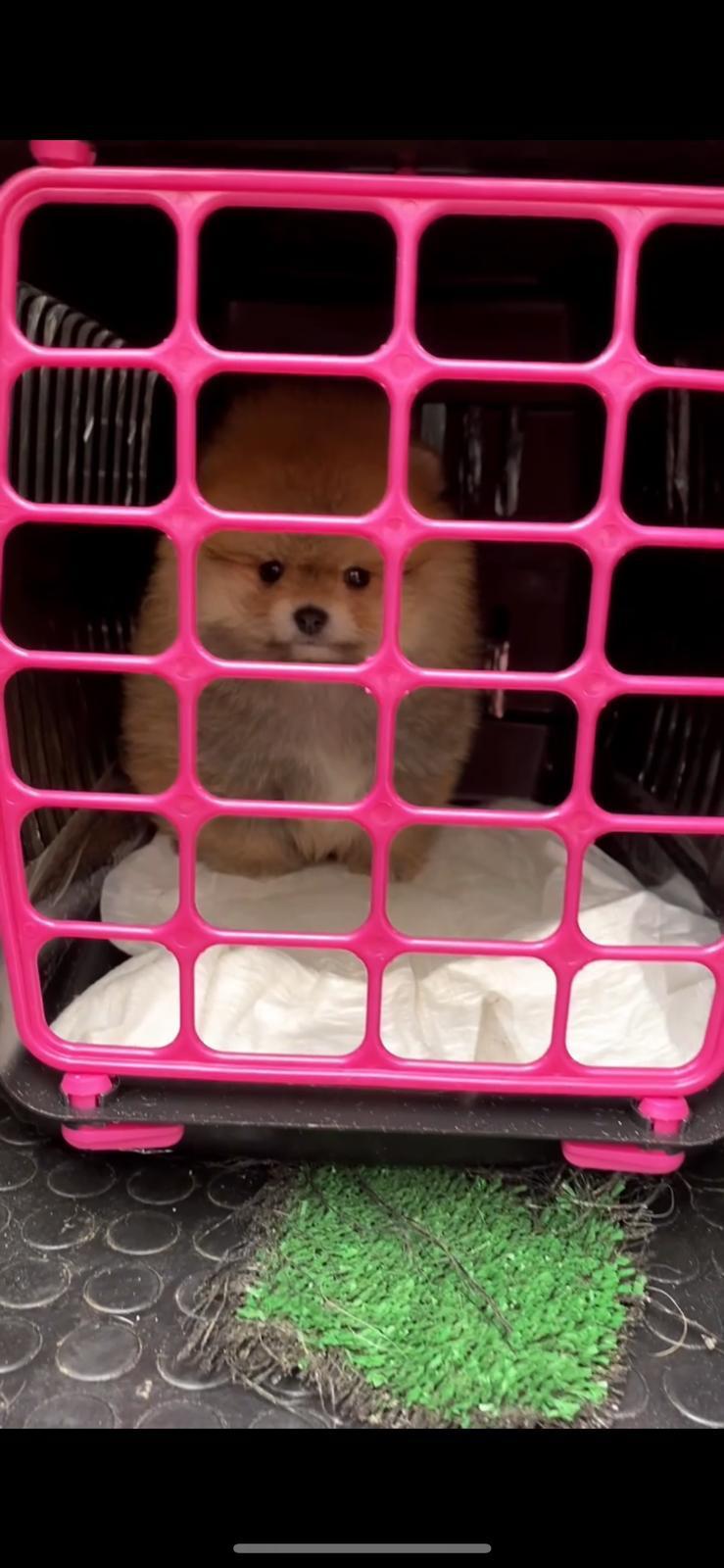 İstanbul Pet Transfer ile konforlu ve güvenilir taşıma çözümleri
