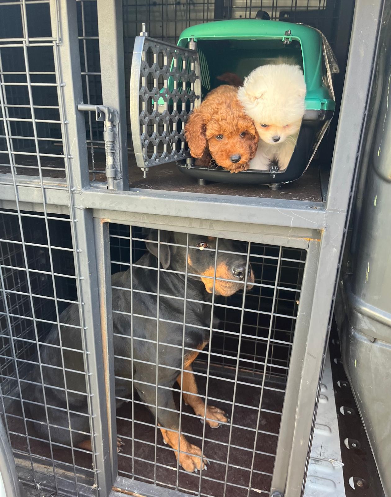 İstanbul Avcılar Pet Transfer ile şehir içi taşımacılık uzmanlığı
