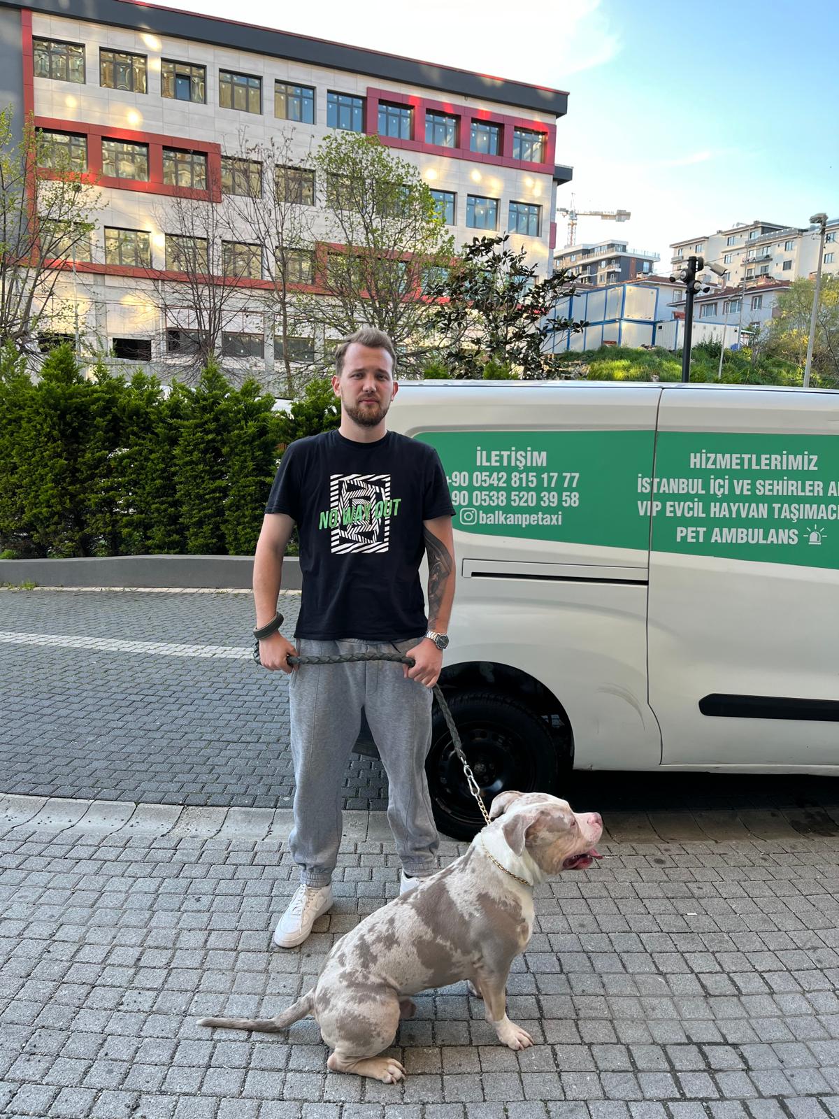 İstanbul Pet Transfer ile şehir içi hızlı kedi ve köpek taşıma
