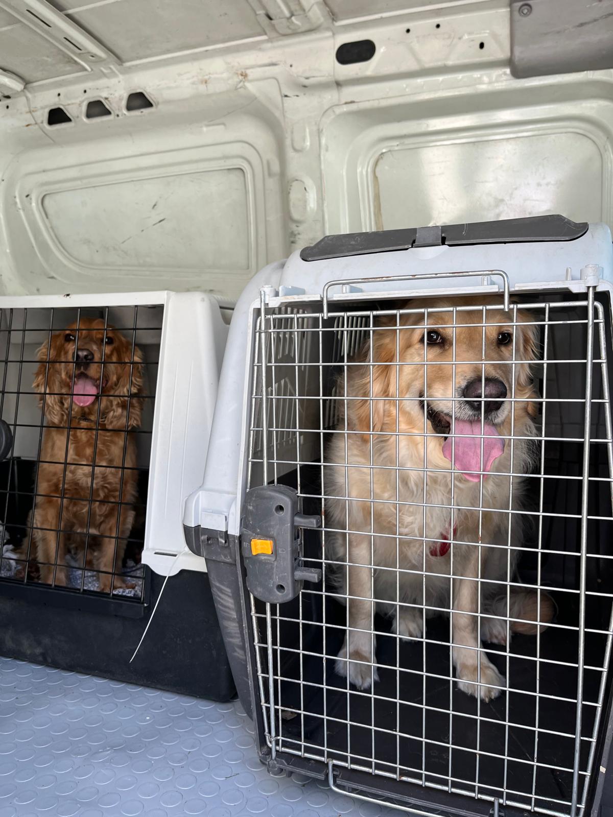 İstanbul Avcılar Pet Transfer ekipleriyle stressiz taşıma hizmeti
