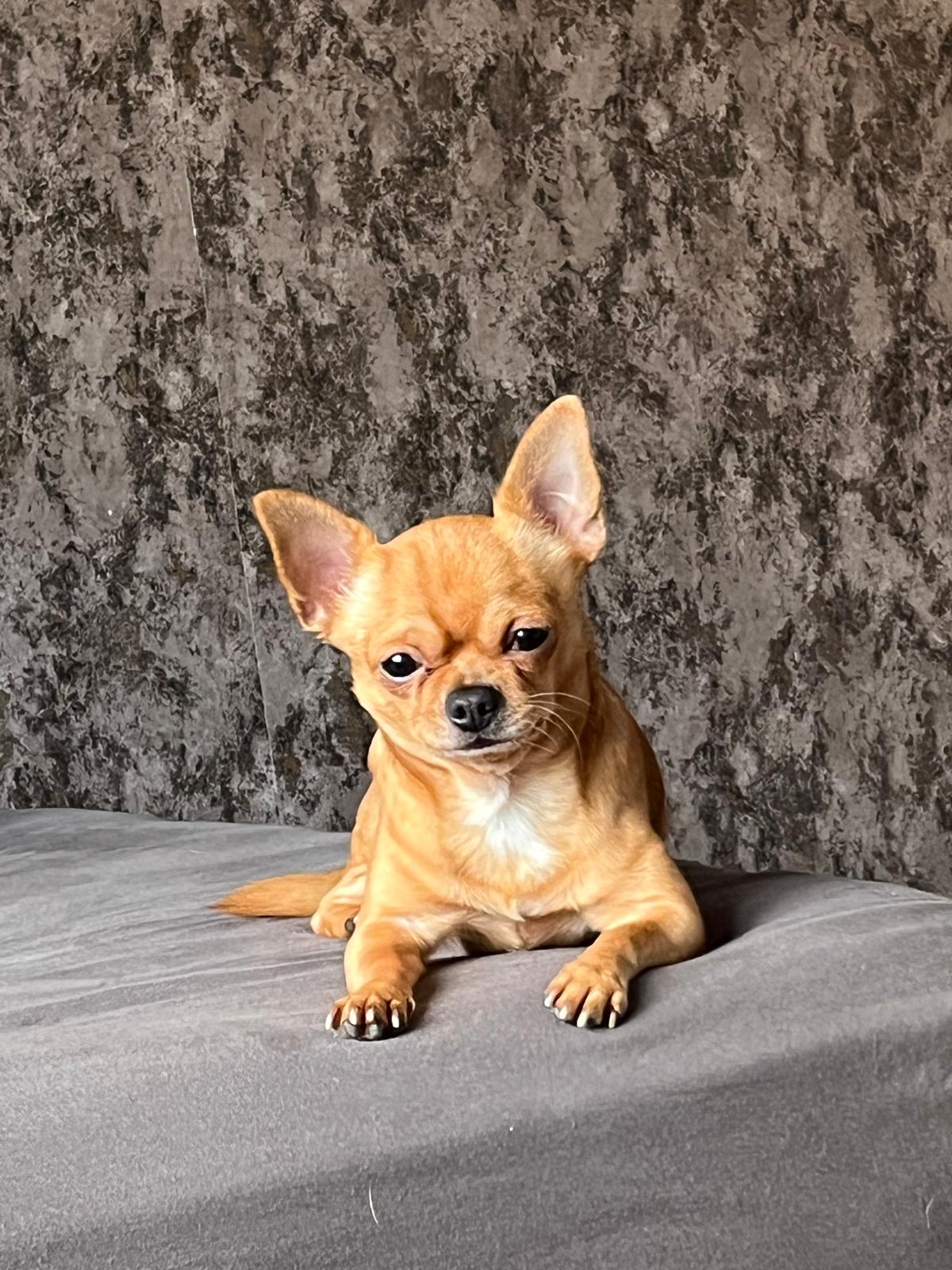 Uluslararası Pet Transfer ile güvenli ve rahat taşıma çözümleri
