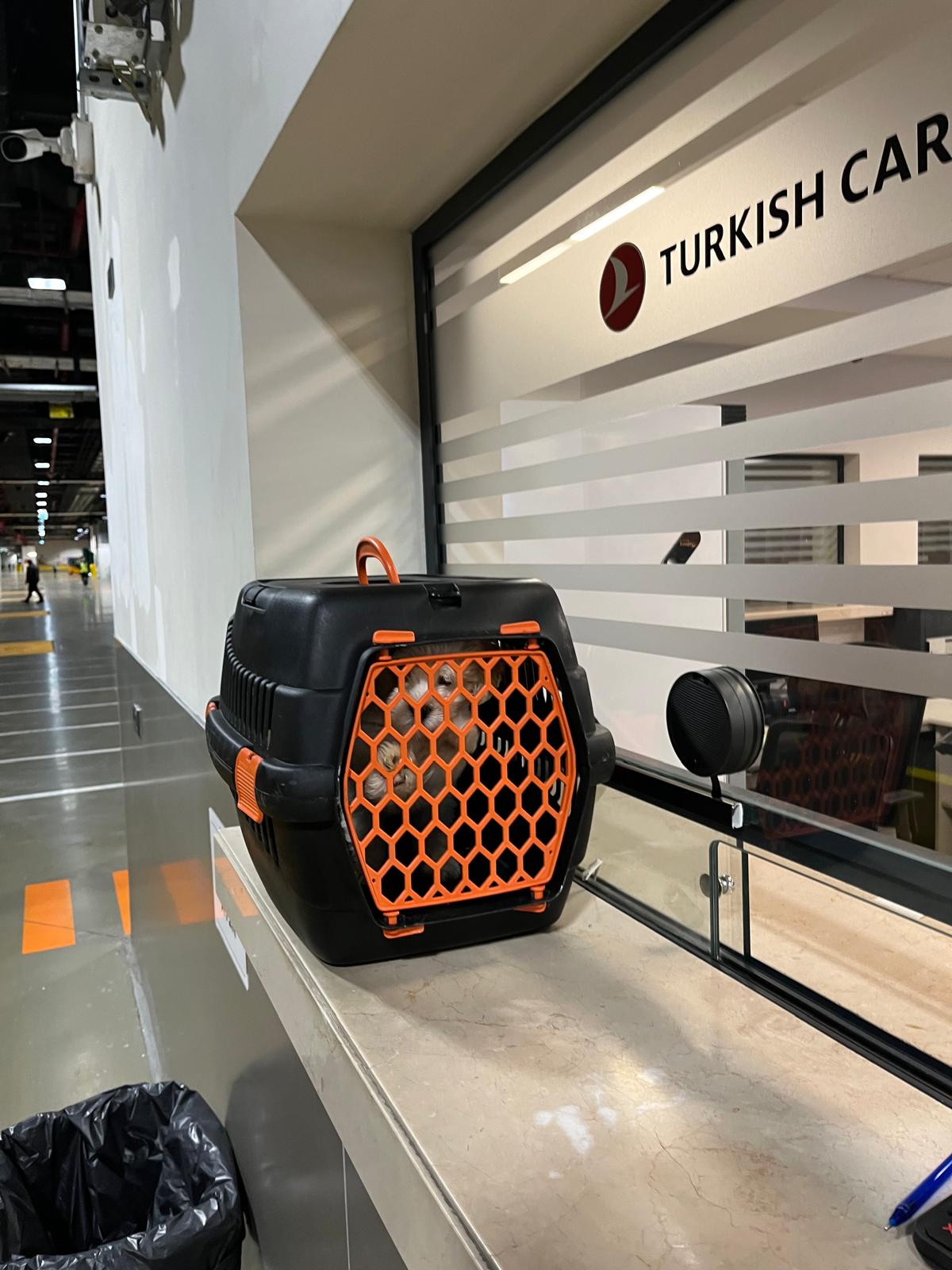 İstanbul Pet Transfer ile hijyenik ve konforlu taşıma kafesleri
