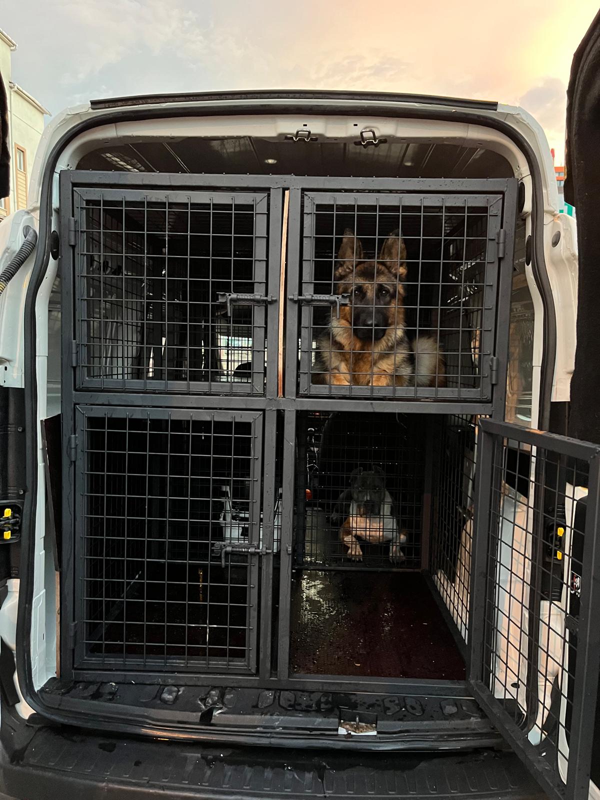 Uluslararası Pet Transfer hizmetlerinde profesyonel taşımacılık
