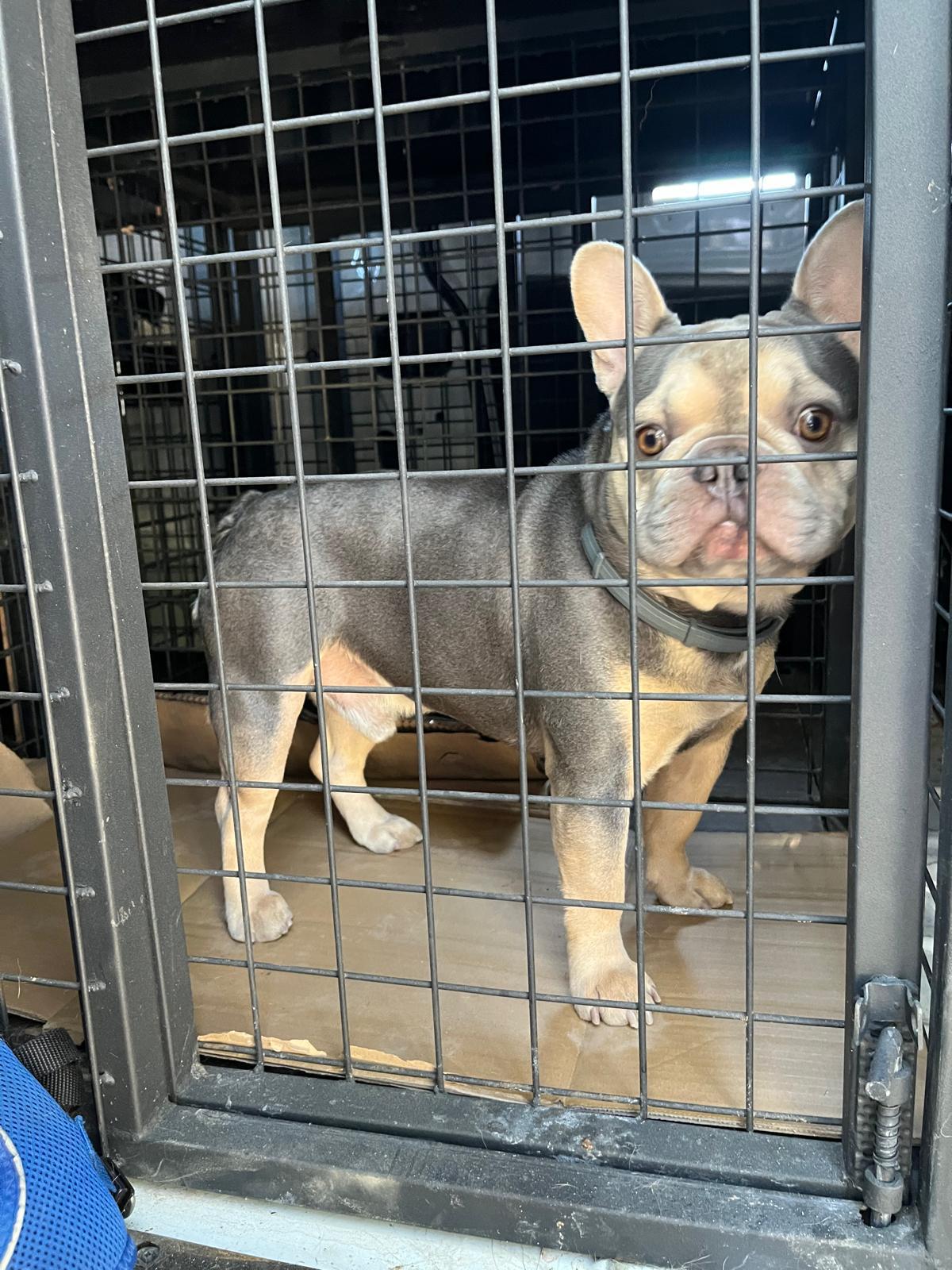 İstanbul Pet Transfer ile şehir içi evcil hayvan taşıma çözümleri
